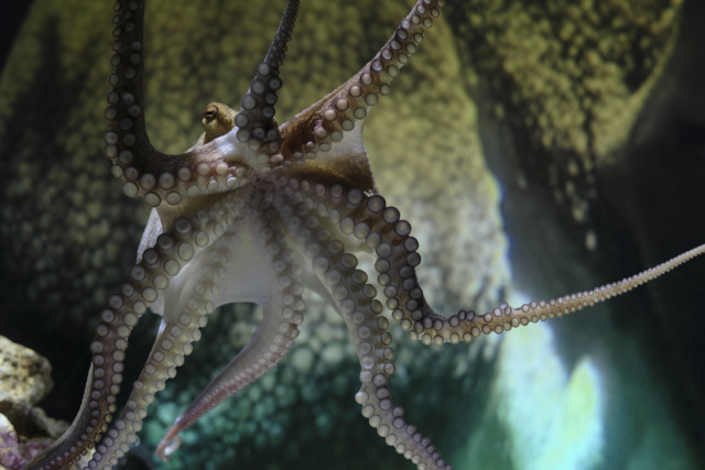 photo tirée du spectacle Temple du présent – Solo pour Octopus de Stefan Kaegi (Rimini Protokoll)